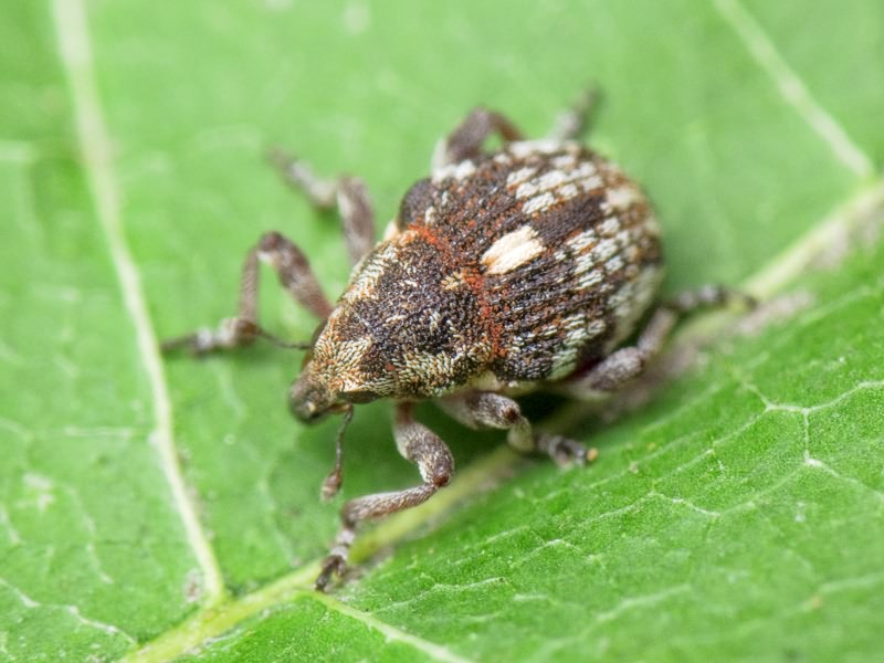 Rhinoncus pericarpius (Linnaeus, 1758)